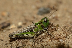 David Plant Photography - Wildlife Photography - Mottled grasshopper, Myrmeleotettix maculatus - E